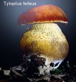 Tylopilus felleus-amf303-1